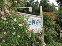 花たちに癒されます。