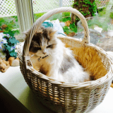 ３差のはなちゃんは出窓のカゴが大好きです。