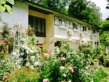 ブルーポピーの外観です。猫、犬も花、植物もとても好きです。