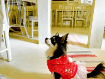 わんちゃんショット。可愛いお客様です。