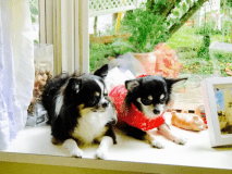 ２匹のわんちゃんが窓辺で、お客様のわんちゃんショット。