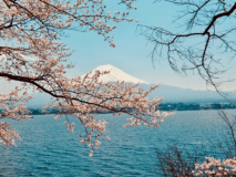 富士山桜祭り！とても綺麗です