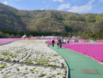 芝桜祭り。富士山と芝桜は雄大で綺麗です。是非お楽しみ下さい。
