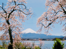富士桜祭り。富士と桜は本当にきれいです。

