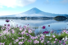 秋にはコスモスと富士がよく似合います。