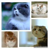 ミンにゃちょっとお年を重ねてきましたが、元気におもてなししてますよ〜〜