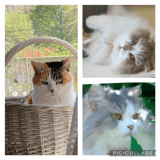 ミンにゃちょっとお年を重ねてきましたが、元気におもてなししてますよ〜〜