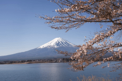 雪を頂いた富士のお山に桜が似合います。