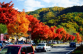 紅葉まつり始まります。綺麗ですよ。。