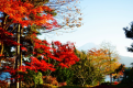 紅葉まつり始まります。綺麗ですよ。