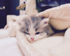 さくらは子猫時代は本当にかわゆい子でした。今もとても可愛いで〜す。