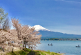 富士山に桜はよく似合います。
