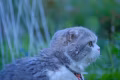 さくら。。。いつまでも少女