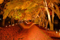 河口湖紅葉回廊。後半の色合いは圧巻です。