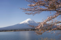 雪を頂いた富士のお山に桜が似合います。