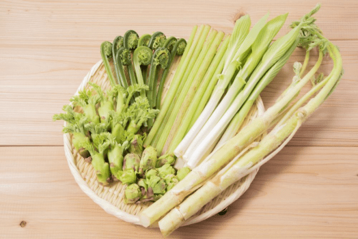 【春の味覚】群馬「旬」山菜VS上州牛食べ比べプラン