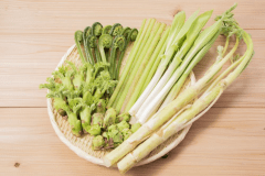 【春の味覚】群馬「旬」山菜VS上州牛食べ比べプラン