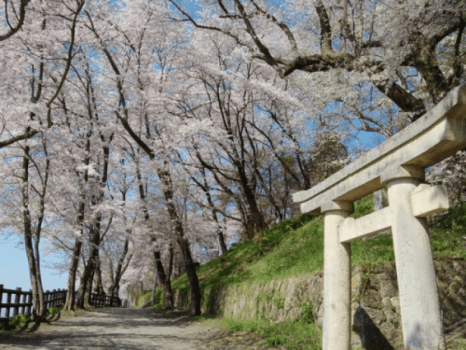 【赤湯】徒歩1分の烏帽子山は千本桜で有名な桜の名所です♪桜まつり開催中はライトアップされます♪