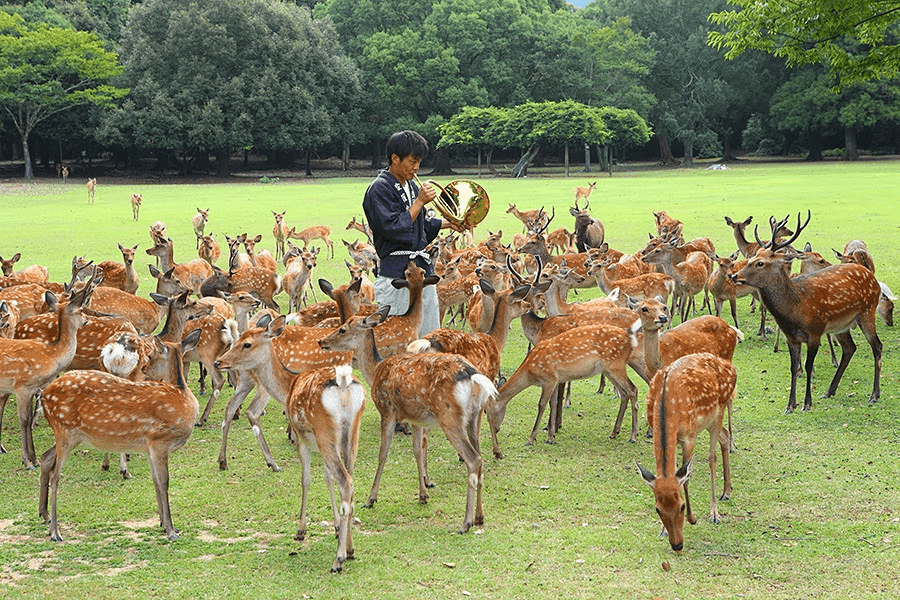 【公式HP限定・素泊まり】鹿寄せの日限定プラン♪