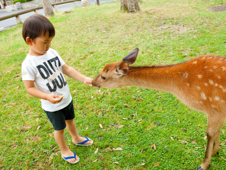 【奈良公園】（徒歩5分） 鹿せんべいをあげたり、一緒に写真を撮ったり。お子様の想い出にぜひ♪