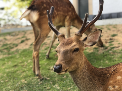 【奈良公園】（徒歩5分） 鹿せんべいをあげたり、一緒に写真を撮ったり。公園のマスコット・鹿と遊ぼう♪