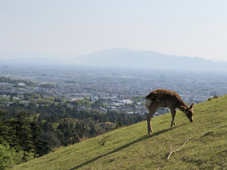 【若草山】（徒歩20分） 奈良の盆地を見渡せる景勝地。「一望」にふさわしい絶景をご覧いただけます