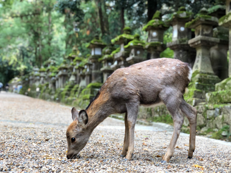 【春日大社参道】（徒歩20分） 石灯籠が並ぶ厳かな表参道。共存する鹿の姿もどこか神々しく映ります。