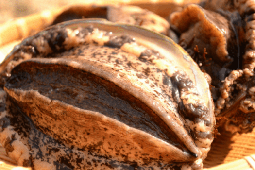 丹後・但馬産天然黒アワビ美食少量プラン・造り・バター焼き・蒸し鮑付き