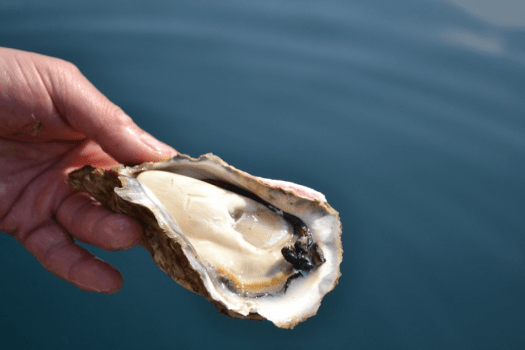 【日帰り】伊根湾で4年育てられた橋本水産こだわり育成岩牡蠣【夏珠大5個付き】フルコース美食少量プラン
