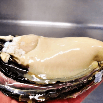 伊根湾産岩牡蠣【夏珠】