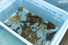 コース全て丹後・但馬近海産活けオコゼだけ！他の魚は一切でません！１日１組限定・活けオコゼフルコース