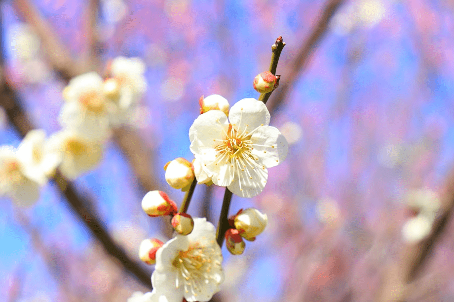 約1,000本の白梅・紅梅が咲き誇る観梅の名所「筑波山梅林」