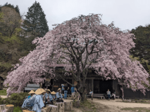 【街道浪漫めぐり4月17日】一刻栃茶屋の桜絶景を訪ねる馬籠-妻籠宿ウォーキング★【中山道木曽路歩き１泊３食】