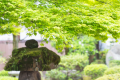 [Multiple nights] [Solo travel] Enjoy in-room dining ☆ Luxurious ☆ Solo stay ＜Shun Kaiseki ~Matsu~＞