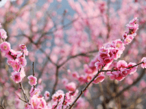 湯河原幕山公園梅の宴：紅白の梅が織り成す景色はまるでじゅうたんのよう