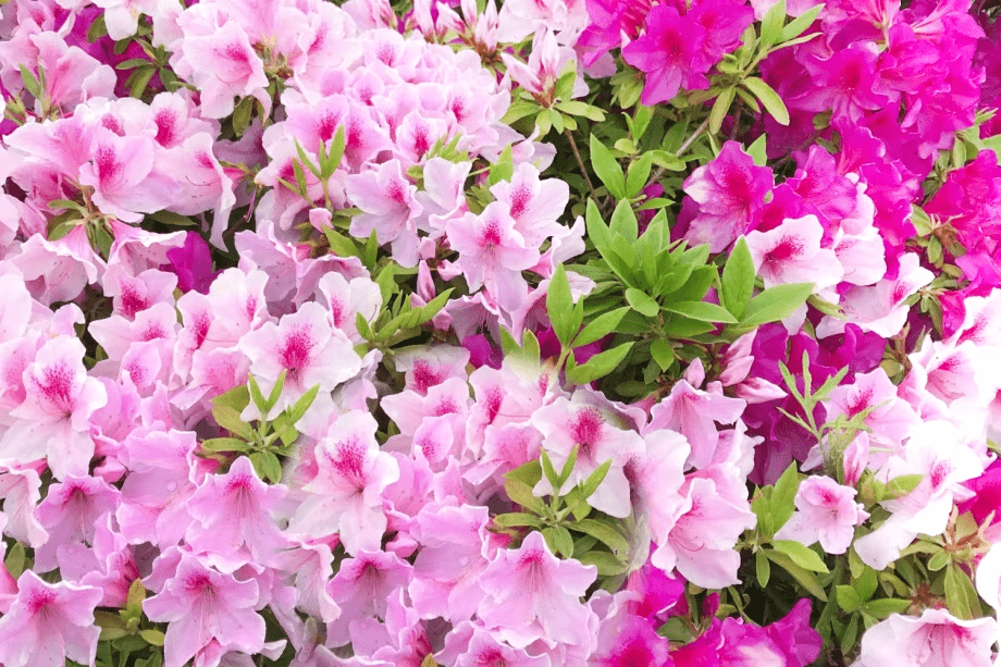 つつじはイメージです。