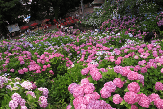 毎年6月に開催される「形原あじさい祭り」