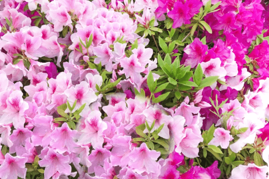 つつじはイメージです。