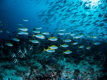 人気のアシカやイルカなどのショータイムやペンギンのお散歩パレードなど、イベントもいっぱいの水族館