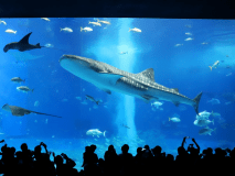 【美ら海水族館チケット＆朝食付】沖縄の海の中を見てみよう！感動体験を旅の思い出に
