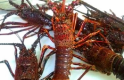 The Spiny Lobster & Fresh Local Fish Dinner