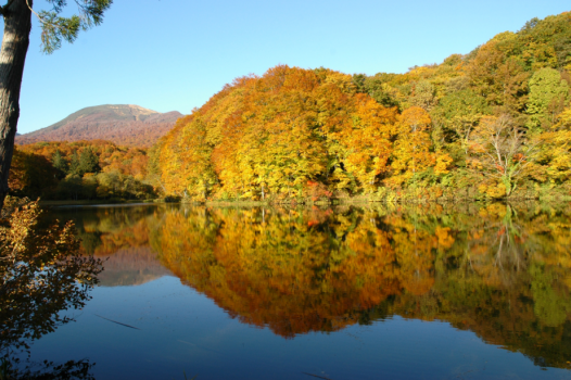 【紅葉】当館前の五色沼より。