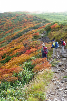 【紅葉】日を追うごとに錦秋に染まっていきます。