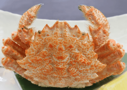 【西尾市周遊】数量限定・商品券付♪＜大ズワイ・栗・毛蟹＞【竜宮城玉手箱会席】蟹1品選べる