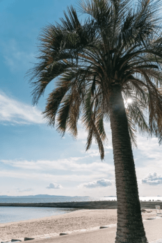 ☆彡竜宮ホテル　昼特別プラン☆彡 ☆ 伊勢海老＆一色魚舟盛・鮑踊り焼き付き豪華ランチ