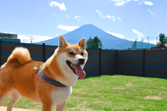 【ペット可】バルコニーヴィラ/富士山展望風呂付