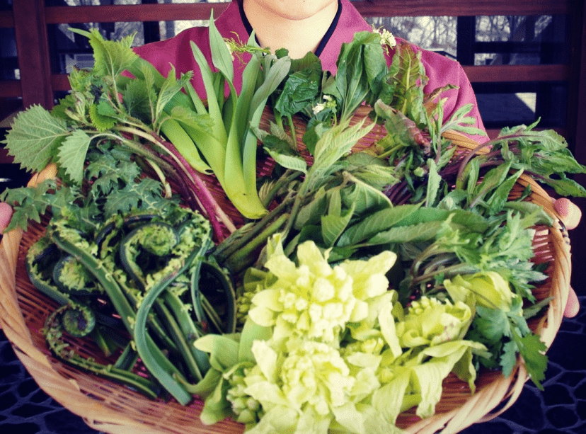野山で採れた山菜！