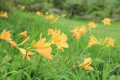 夏の花、ニッコウキスゲが咲き乱れます。