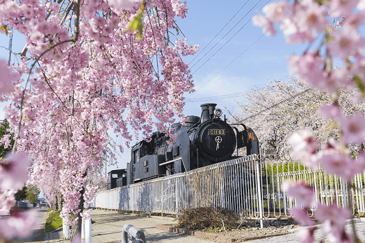 日中線記念自転車歩行者道のしだれ桜（当館から15分）