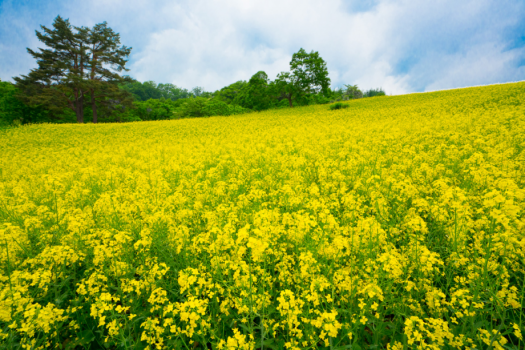 菜の花【5月中旬見頃】